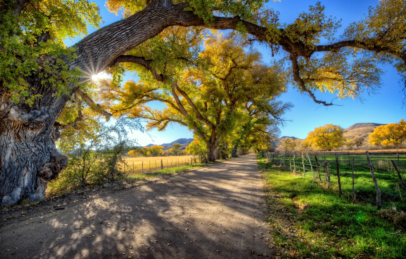Фото обои дорога, деревья, горы, поля, США, лучи солнца, Arizona