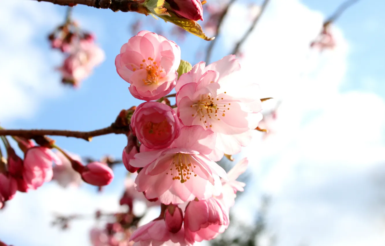 Фото обои цветы, вишня, весна, сакура, розовые