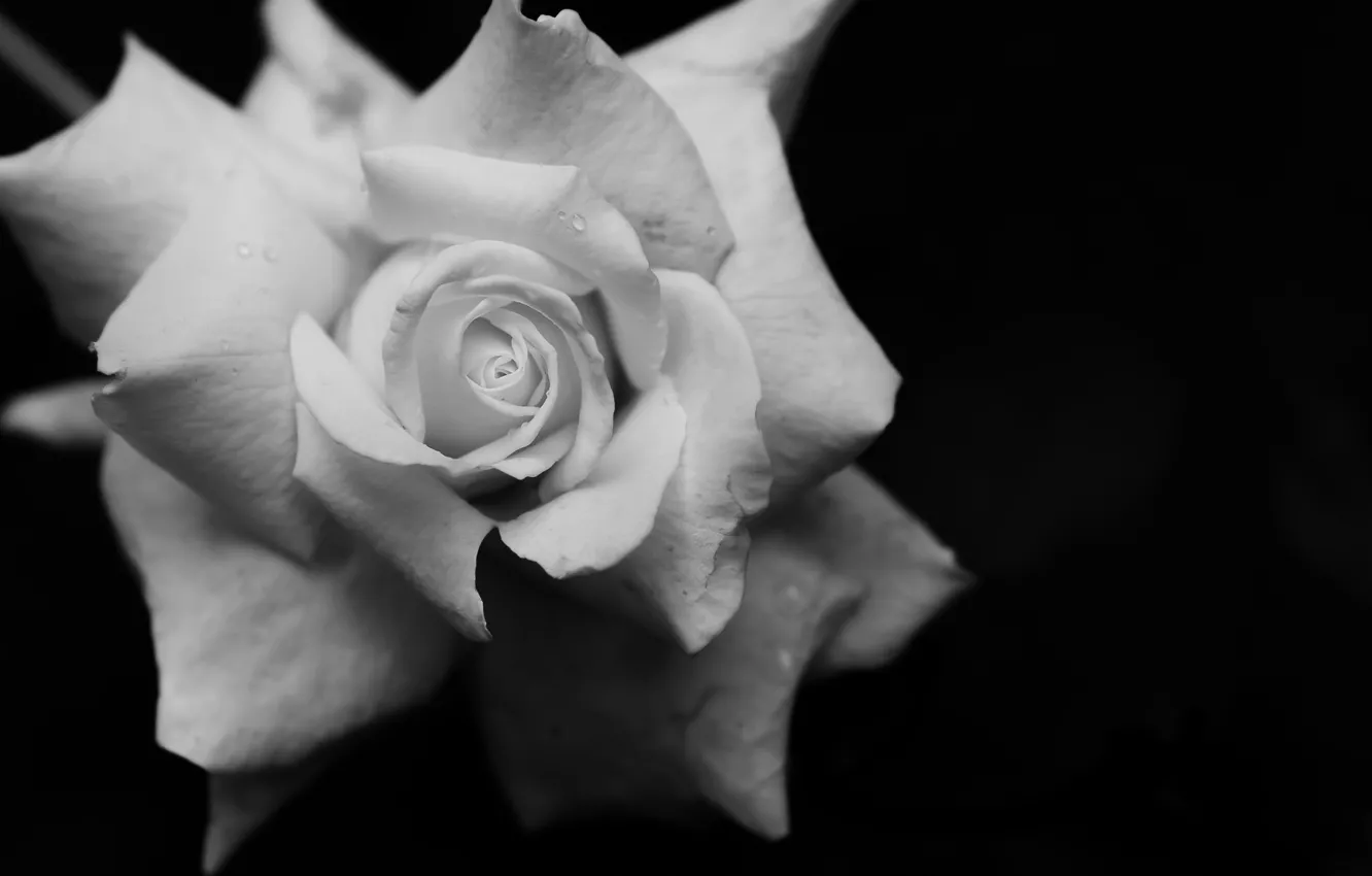 Фото обои роза, лепестки, чёрно - белая
