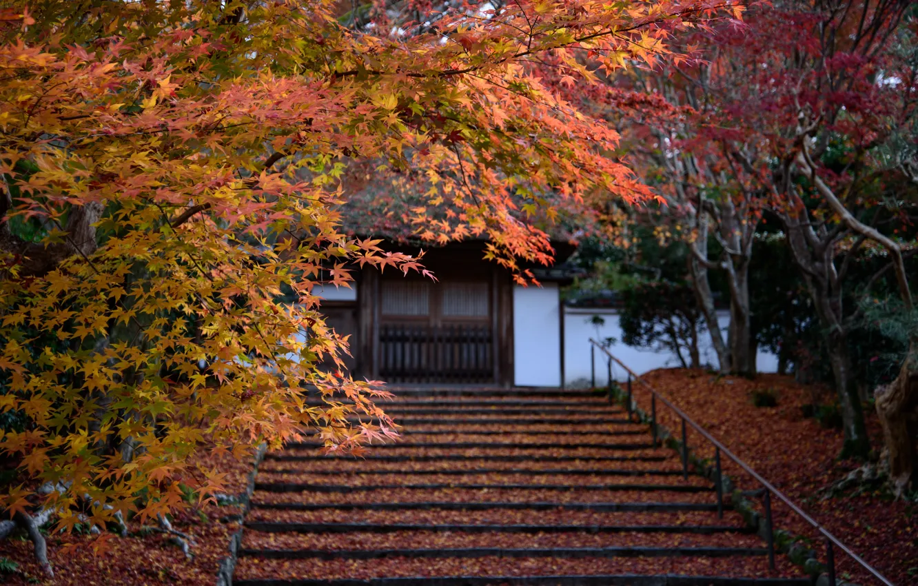 Фото обои Природа, Осень, Япония, Листья, Лестница, Храм, Нагано, Анракудзи