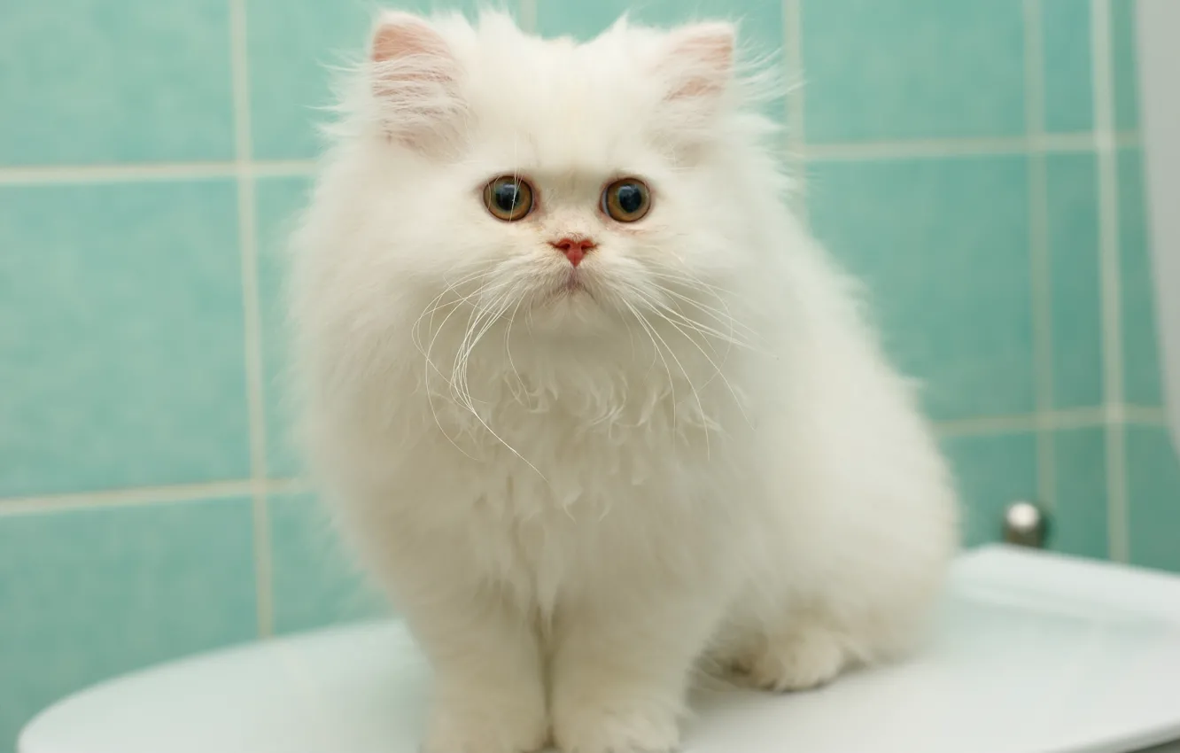 Фото обои белый, пушистый, перс, котёнок