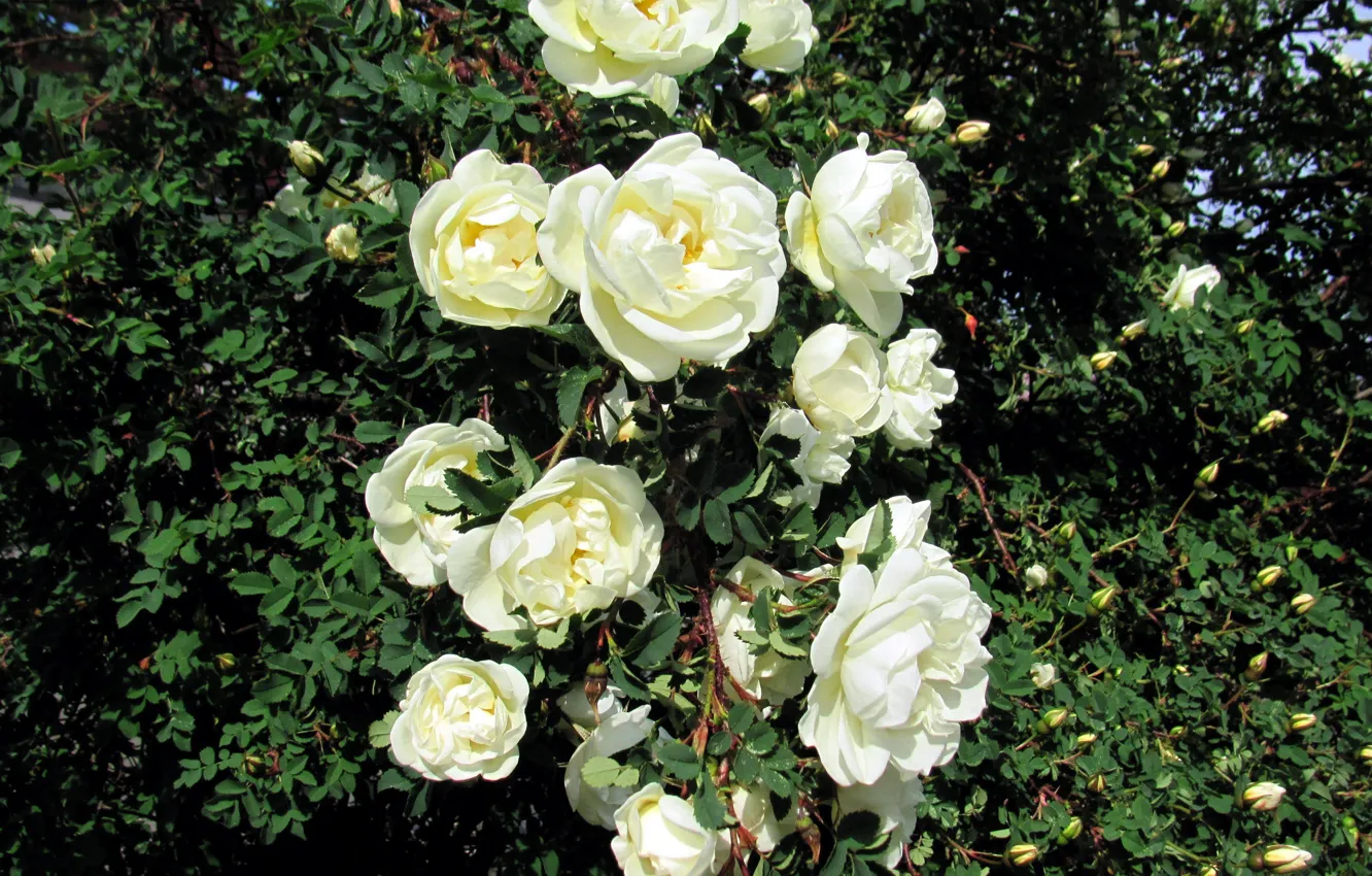 Фото обои куст, розы, белые
