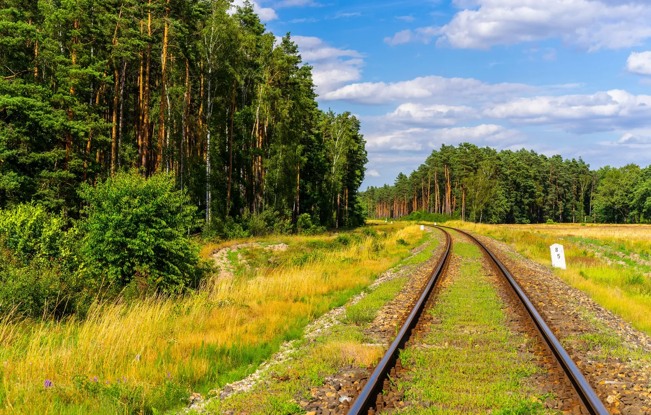 Фото обои forest, rail road, landcape