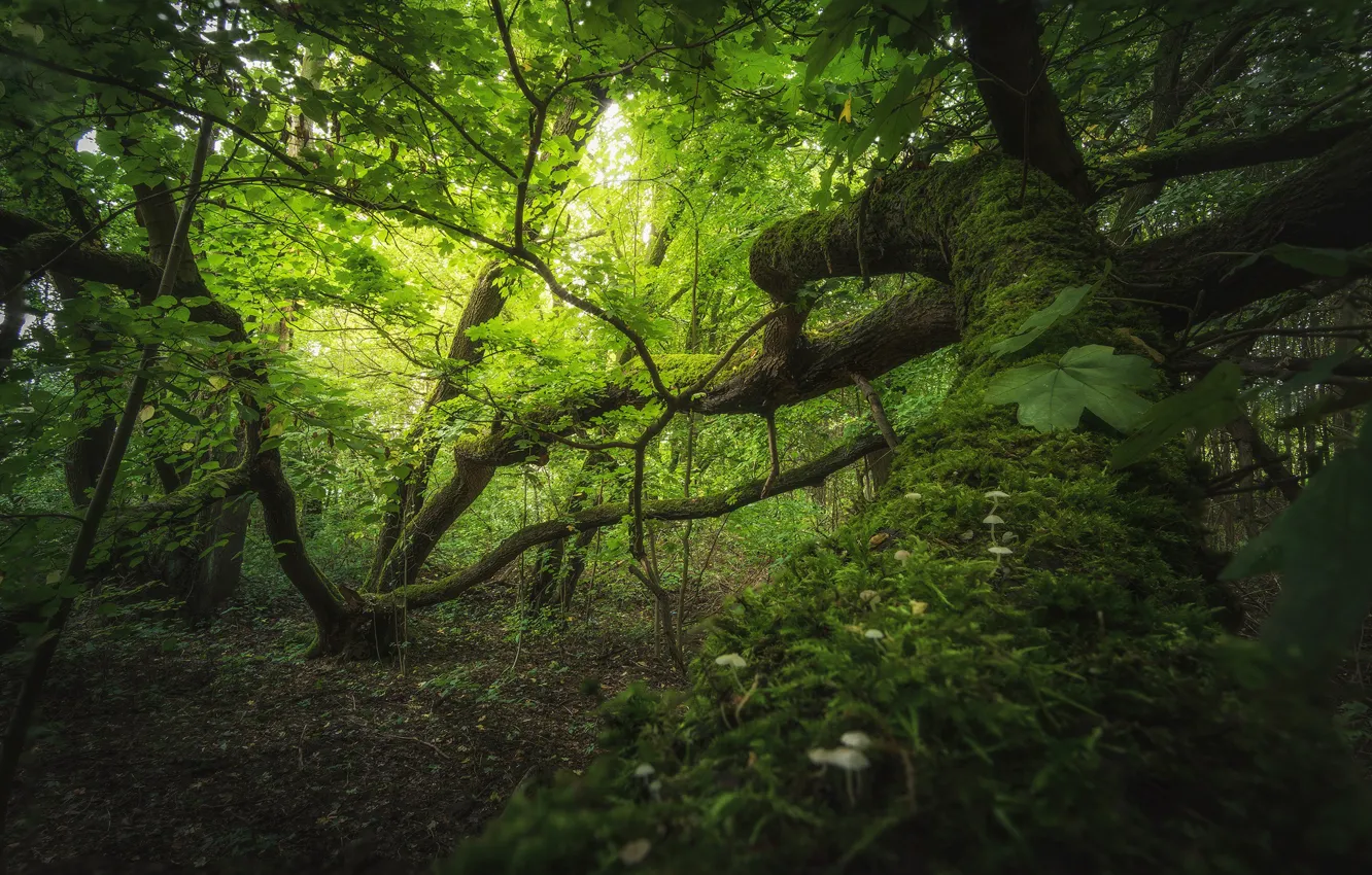 Фото обои зелень, лес, деревья, мох, крона