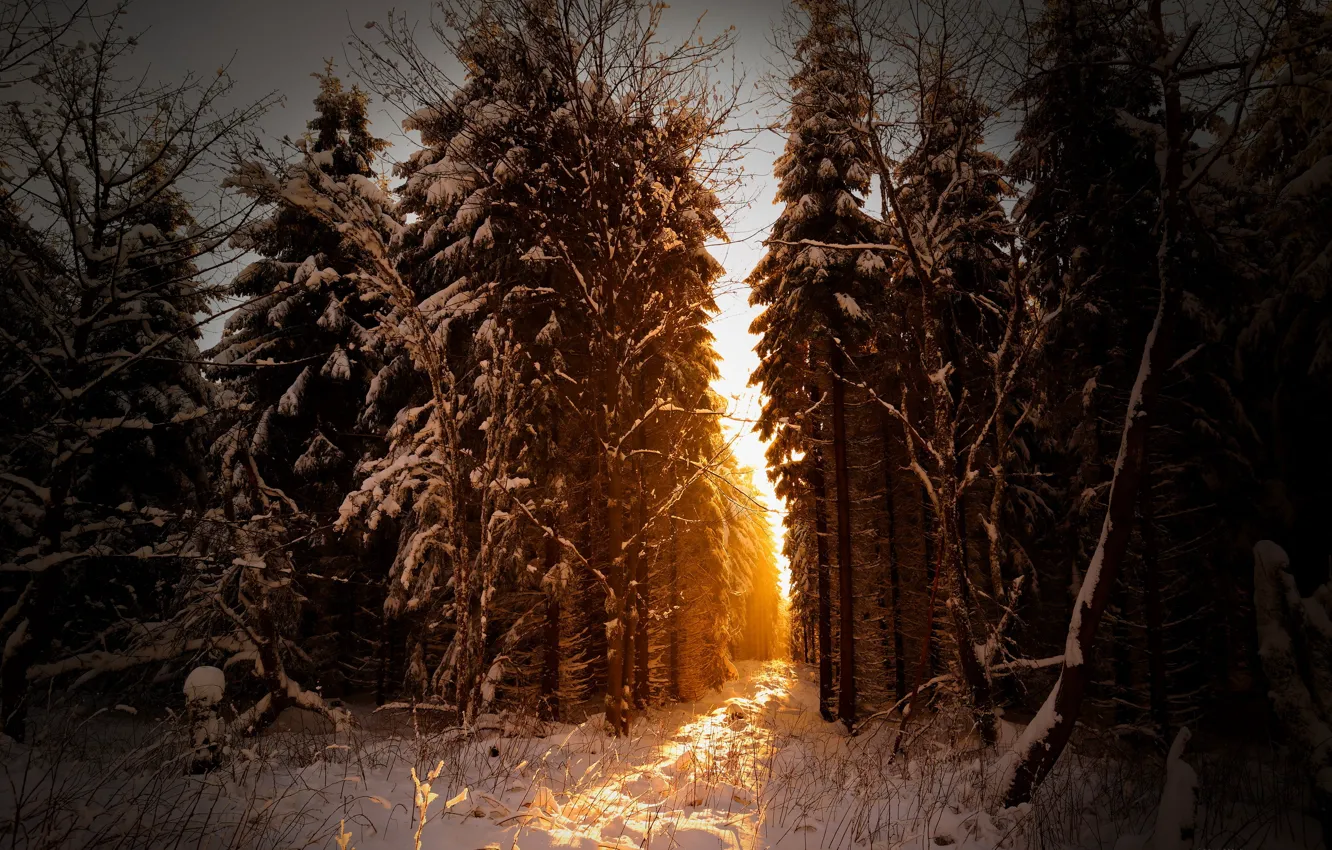 Фото обои лес, снег, природа, утро