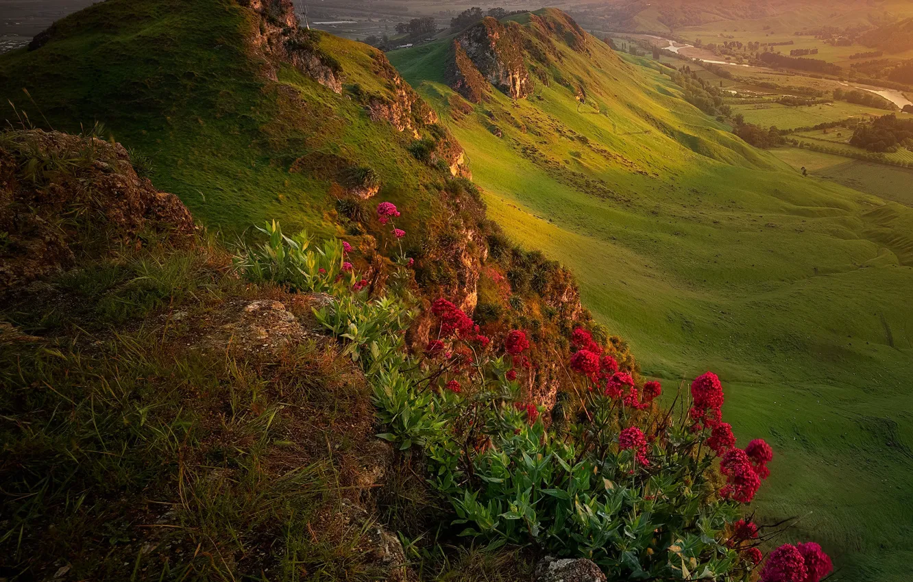 Фото обои пейзаж, цветы, горы, природа, Новая Зеландия