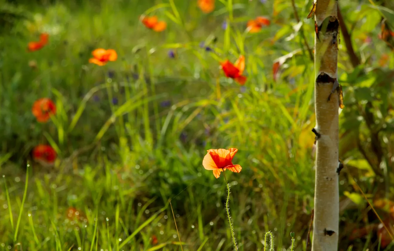 Фото обои red, flower, poppy