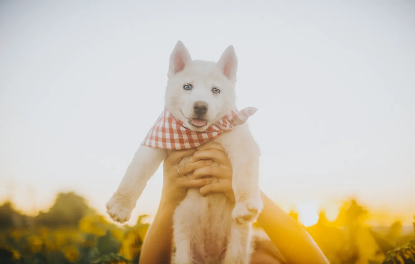 Фото обои белый, собака, руки, щенок