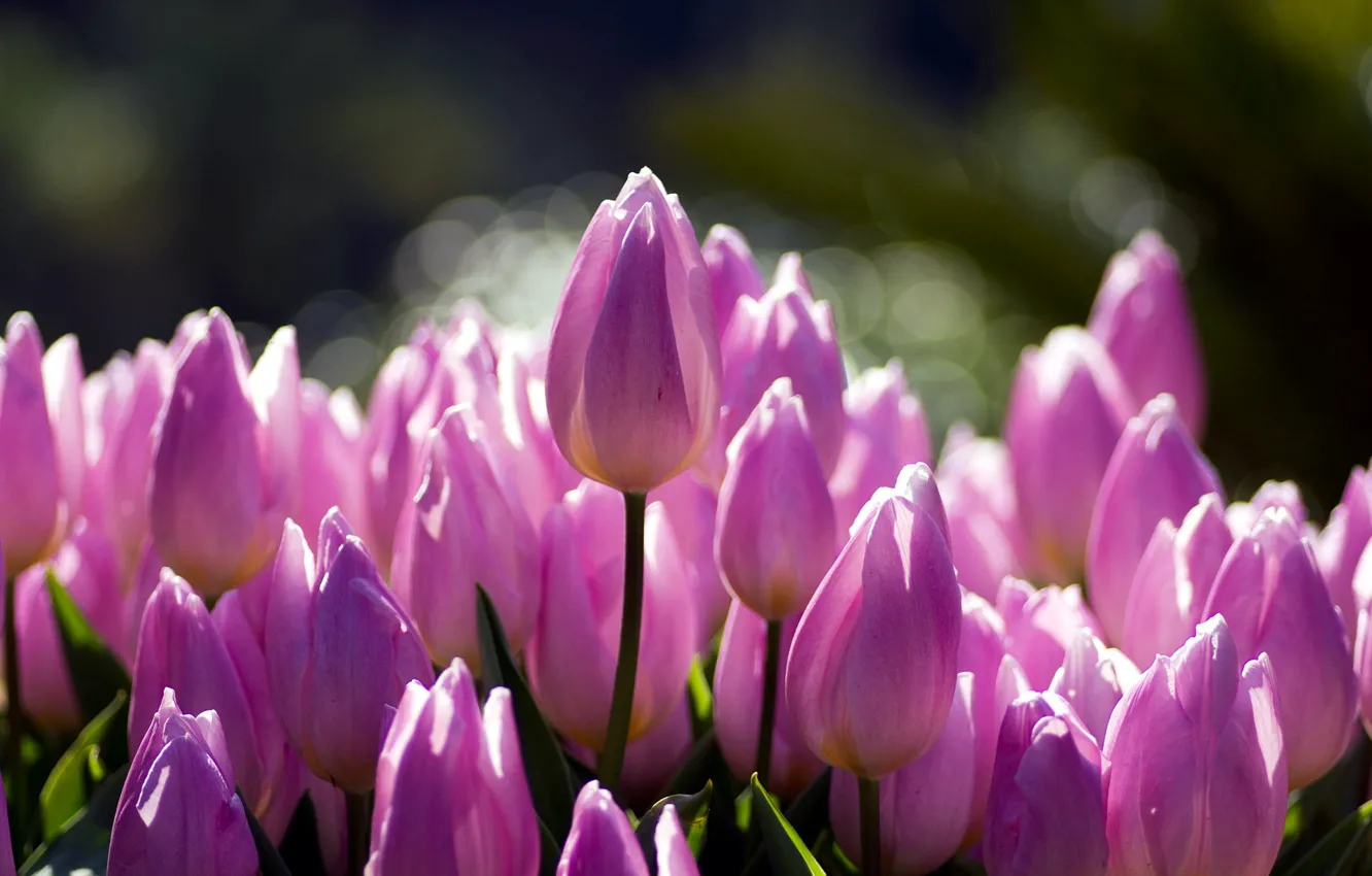 Фото обои весна, тюльпаны, розовые