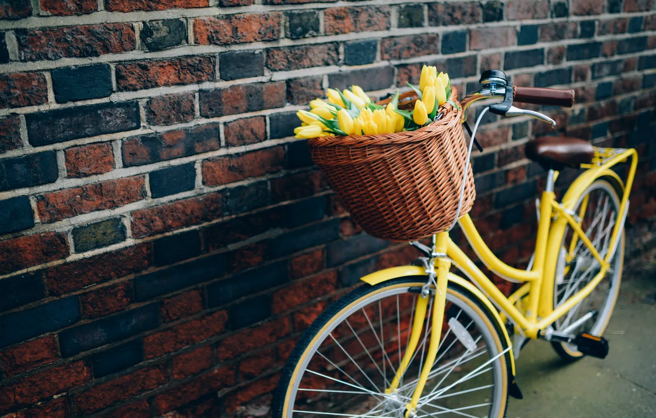 Фото обои цветы, велосипед, тюльпаны