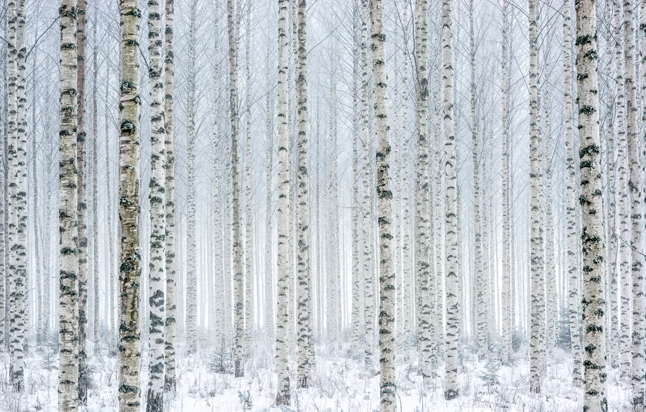 Фото обои зима, снег, берёзы