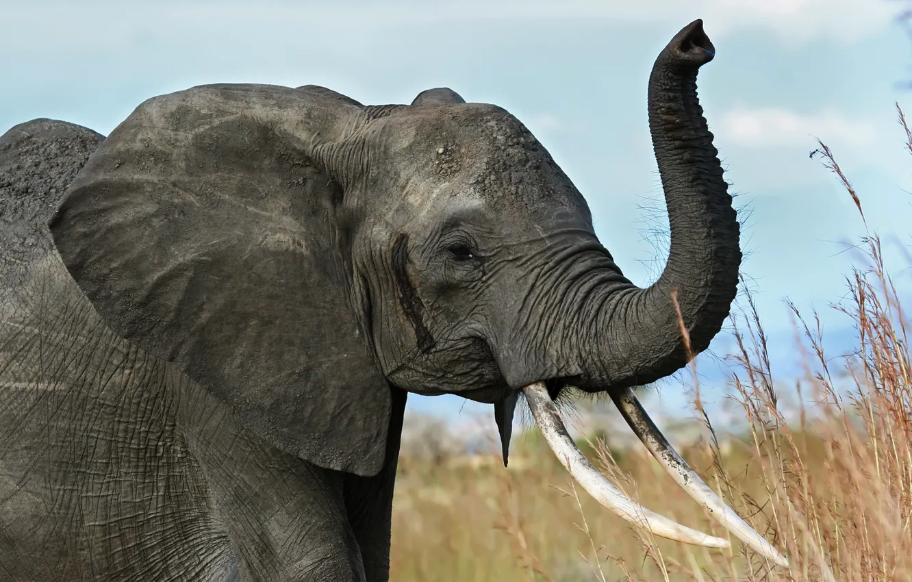 Фото обои слон, саванна, Африка, бивни, хобот