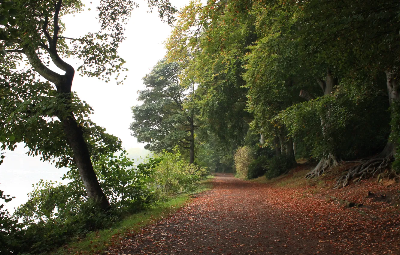 Фото обои Осень, Лес, Листва, Дорожка, Autumn, Road, Forest, Leaves