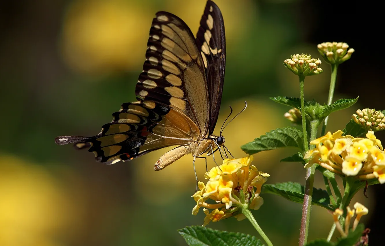 Фото обои бабочка, жёлтые цветы, махаон