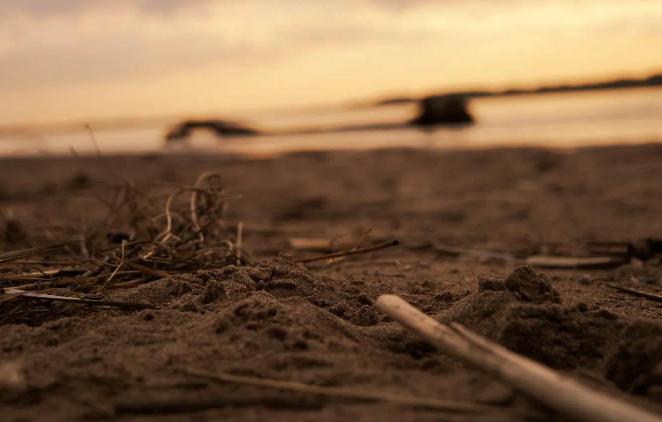Фото обои песок, закат, ветки, берег, хворост