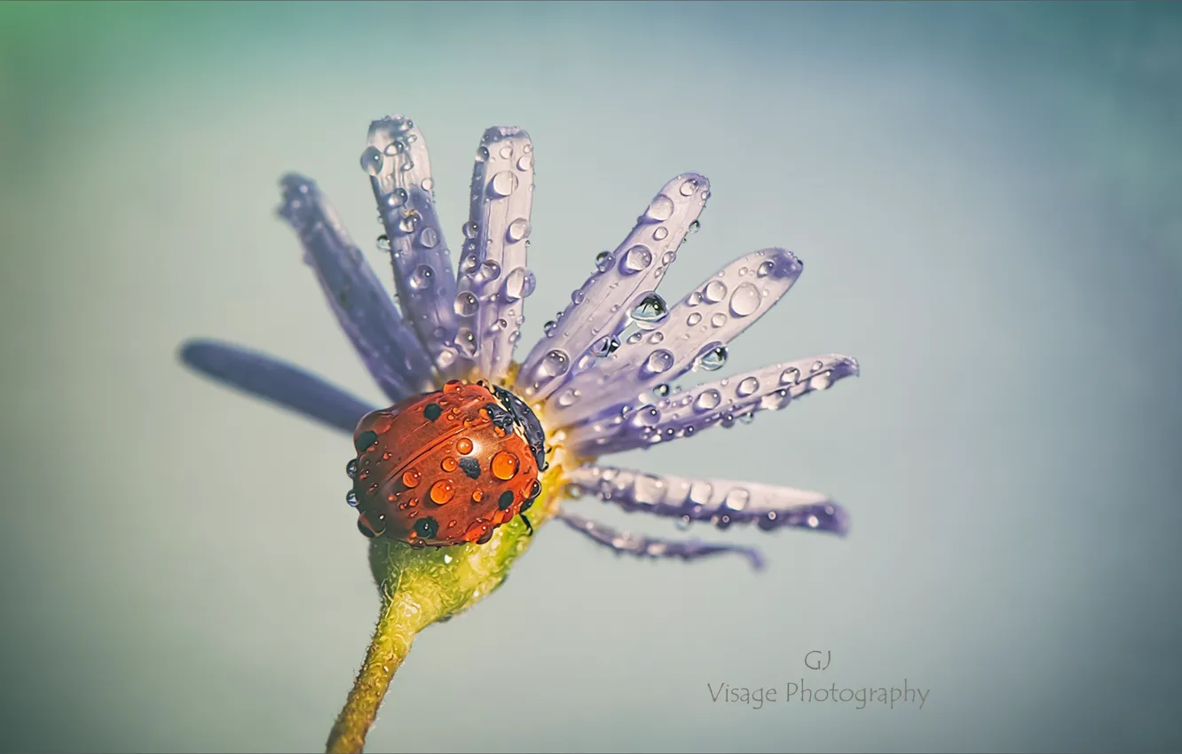 Фото обои цветок, вода, капли, природа, божья коровка, by GJ-Vernon