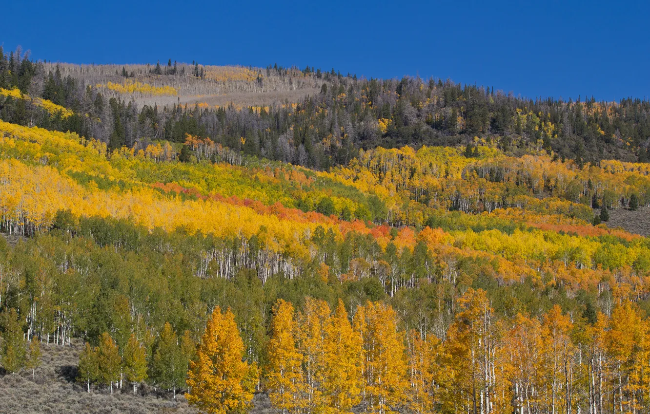 Фото обои осень, лес, небо, деревья, пейзаж, горы, склон