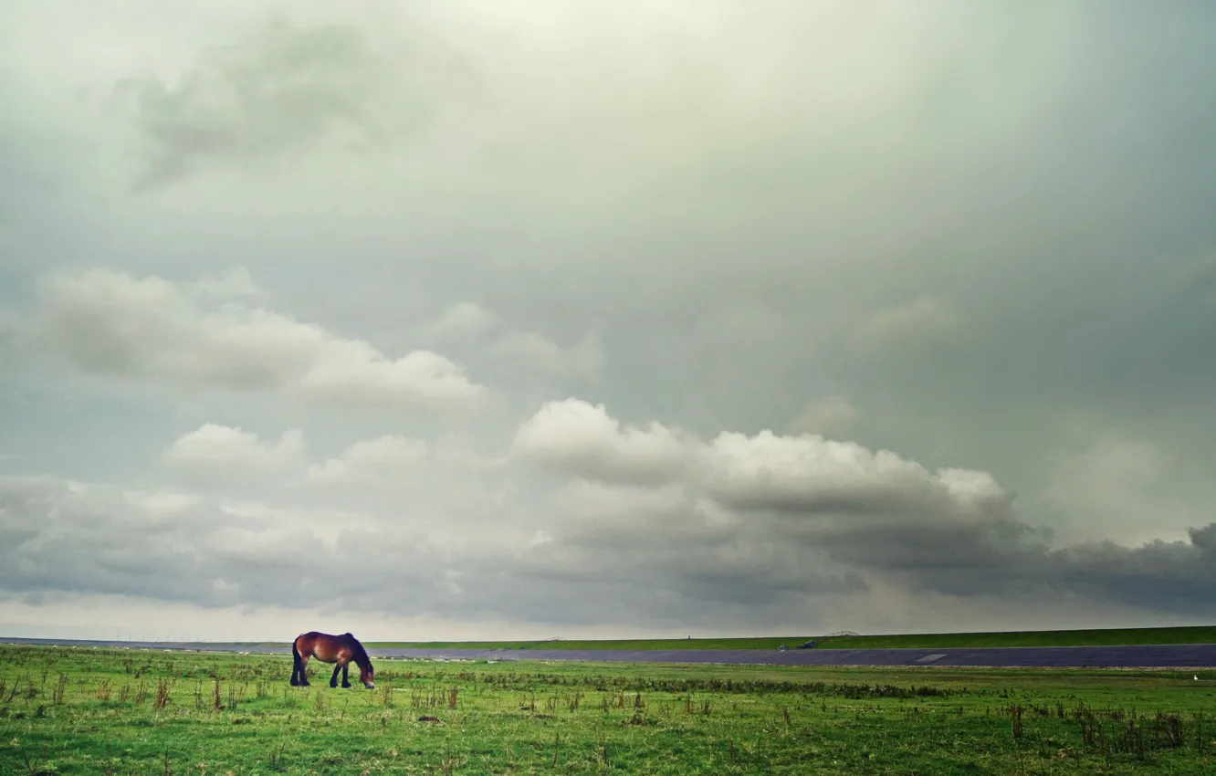Фото обои поле, небо, трава, облака, лошадь, горизонт