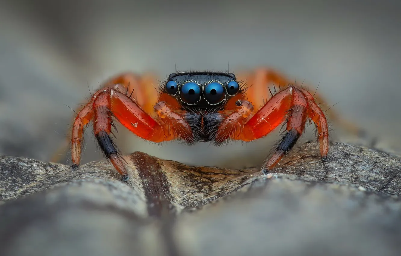 Фото обои глаза, макро, красный, фон, листок, паук, прыгун, джампер