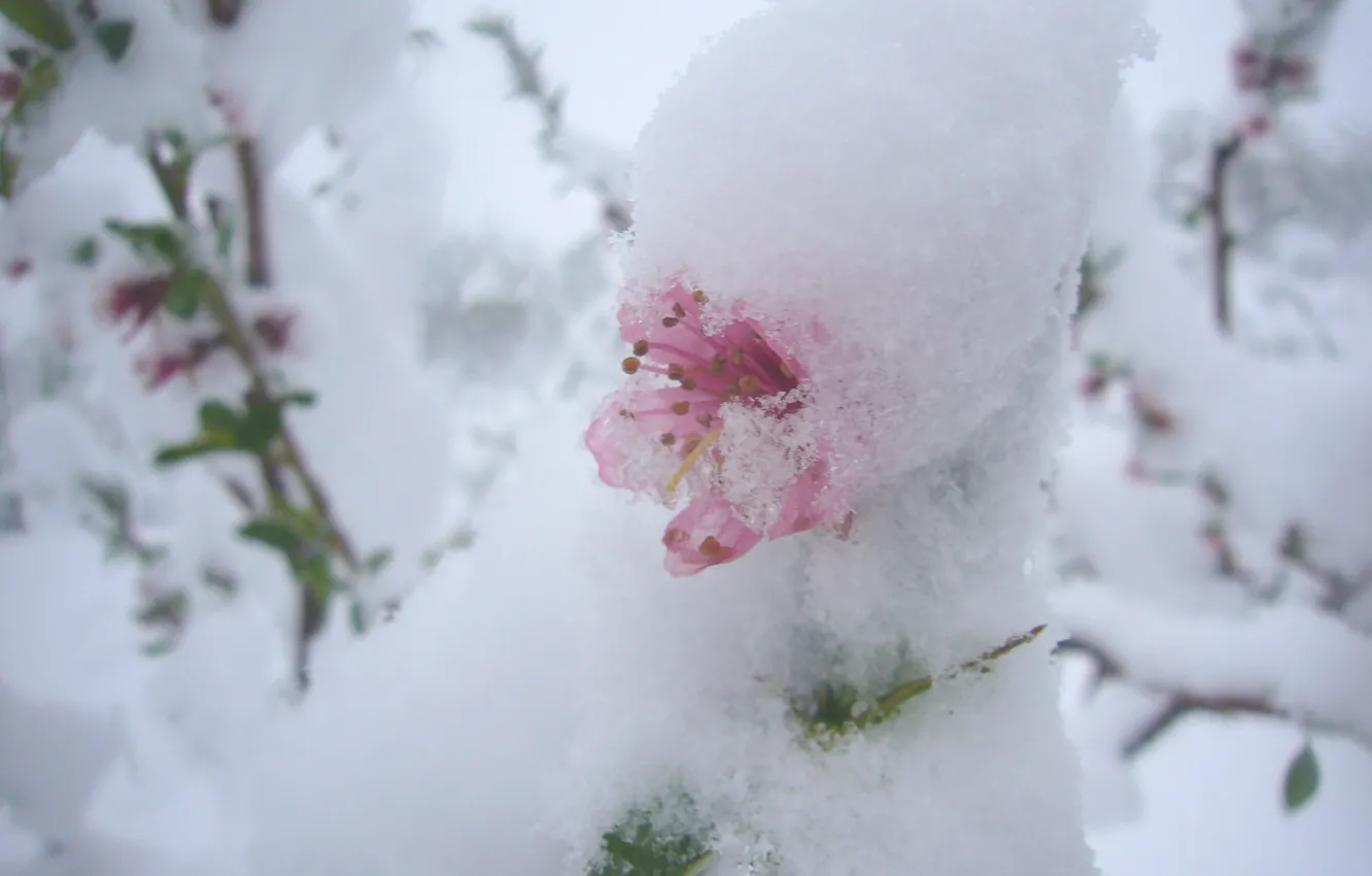 Фото обои snow, moldova, april