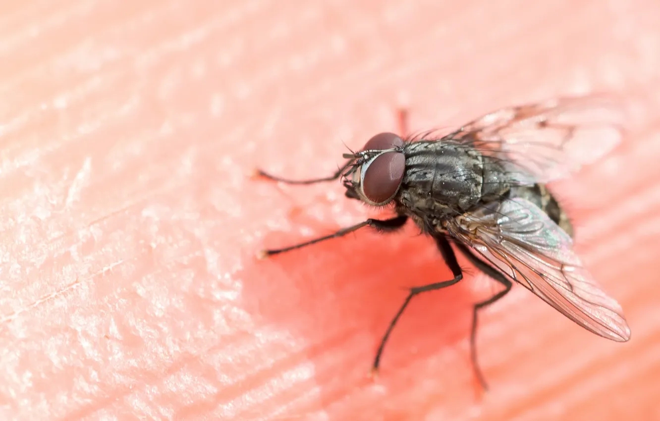 Фото обои макро, муха, фон