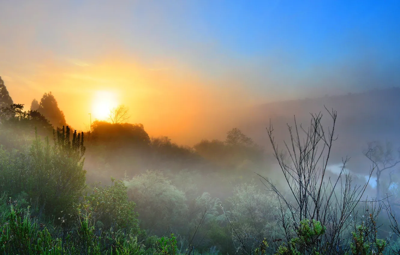 Фото обои небо, деревья, туман, рассвет, утро