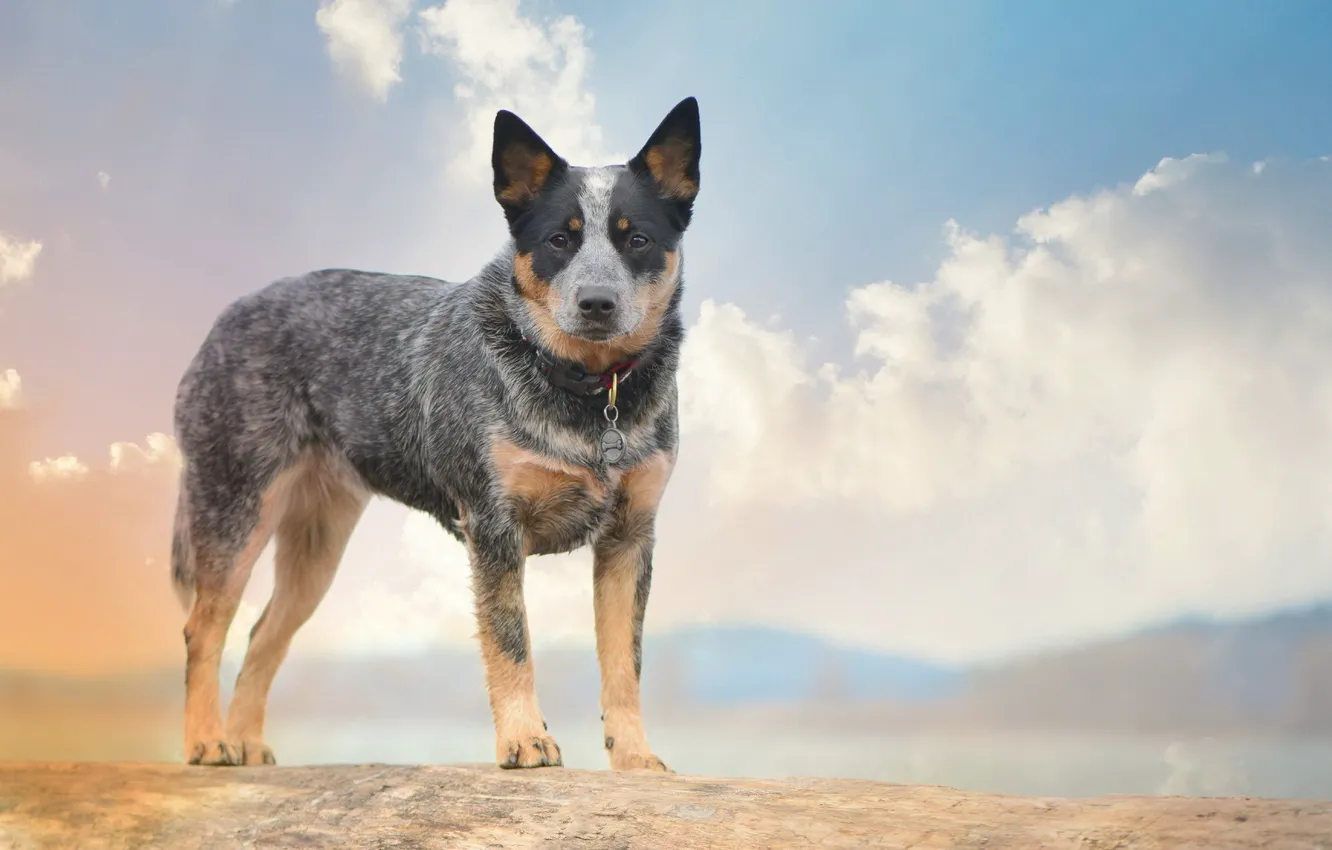 Фото обои взгляд, друг, собака, Australian Cattle Dogs