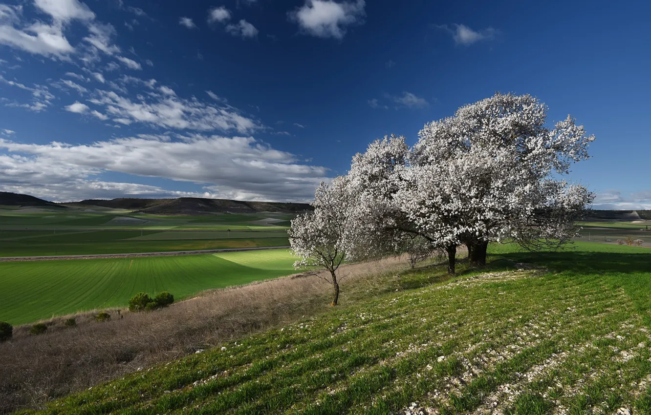 Фото обои поле, синева, дерево, весна, цветение