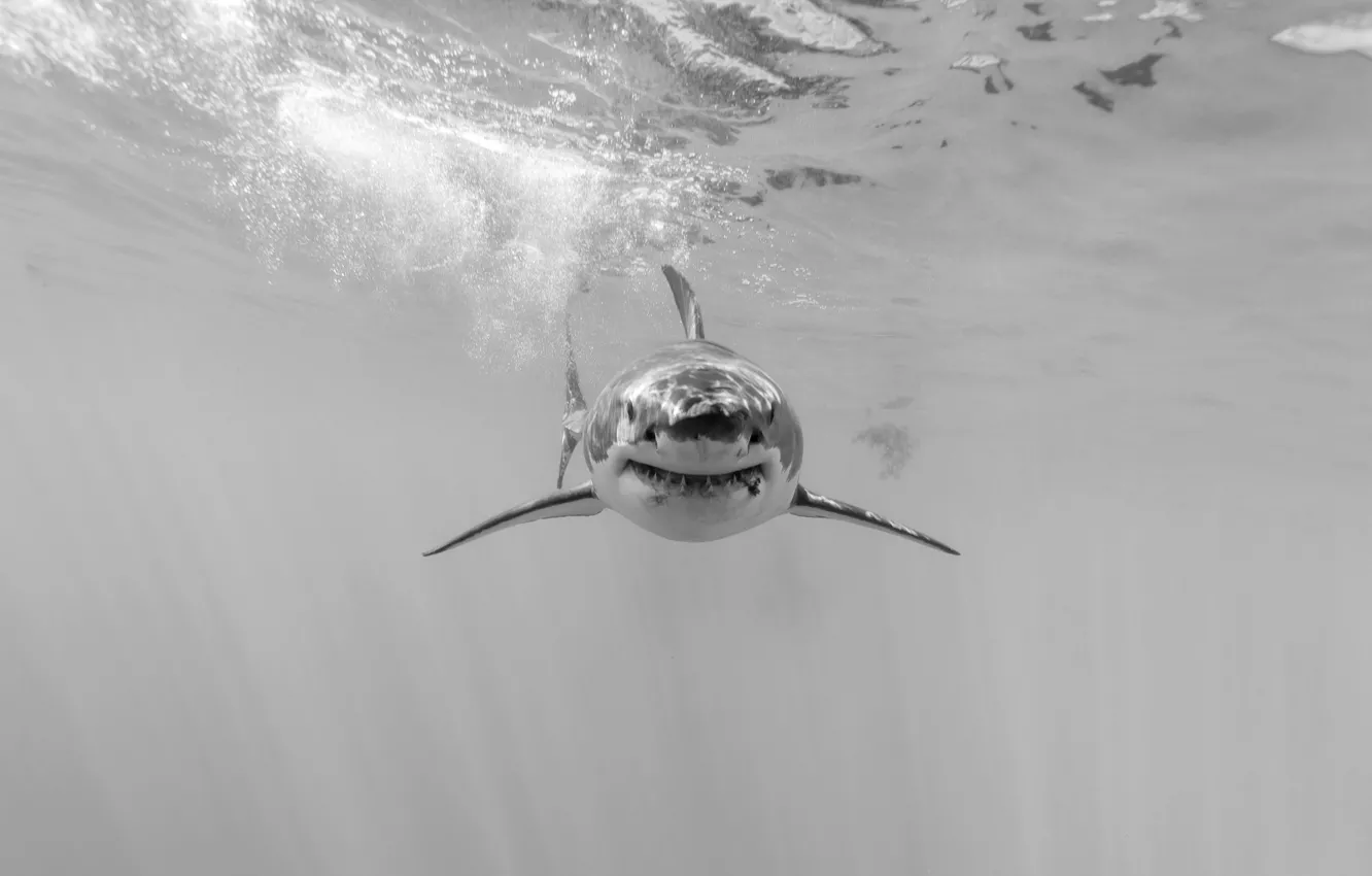 Фото обои море, природа, акула