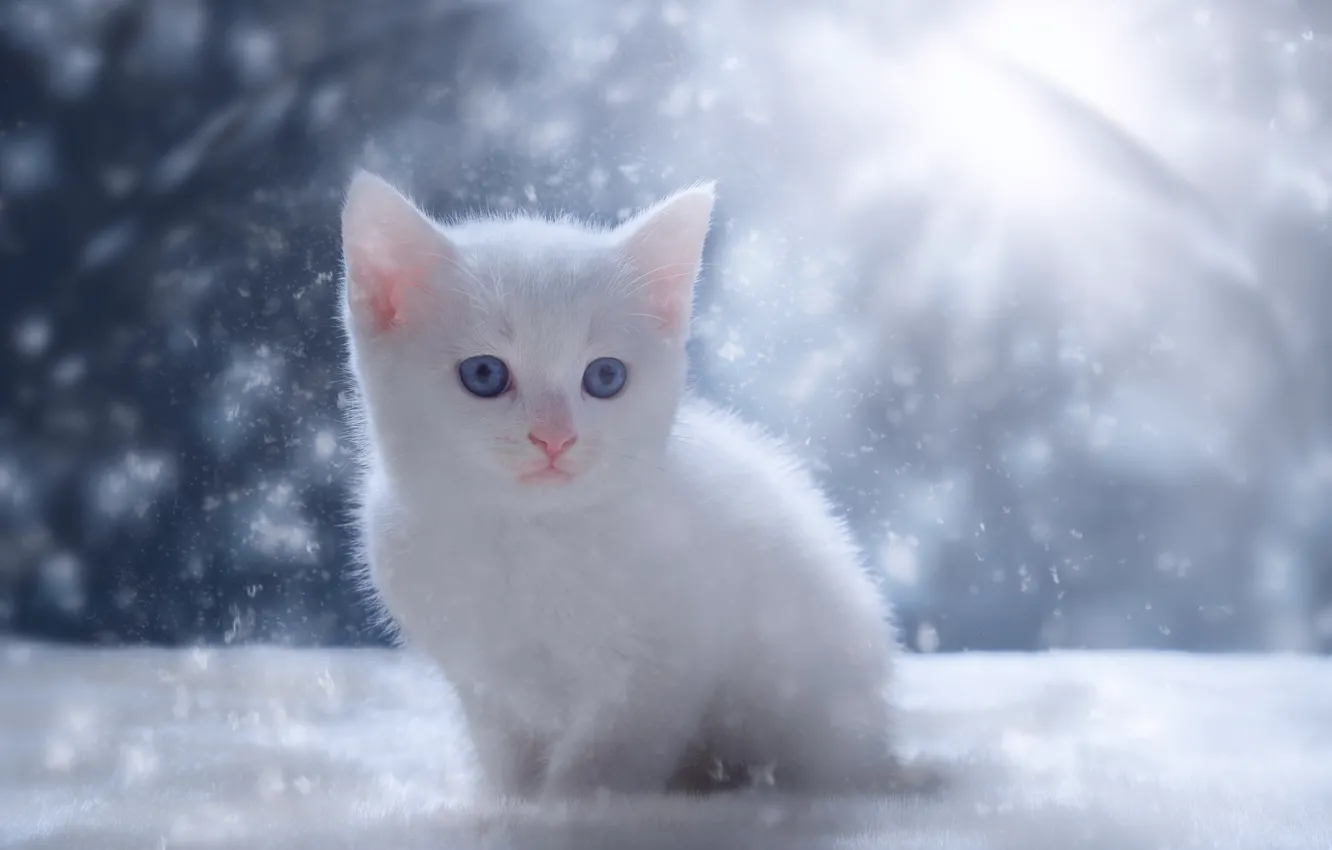 Фото обои снег, котенок, малыш, белый котёнок