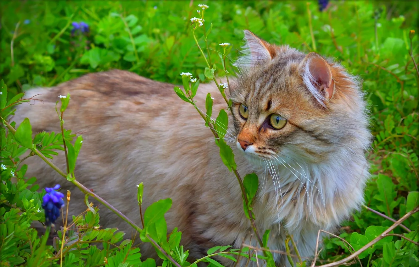 Фото обои кошка, природа, cat