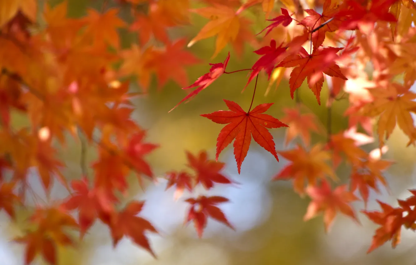 Фото обои осень, листья, краски, клен, багрянец