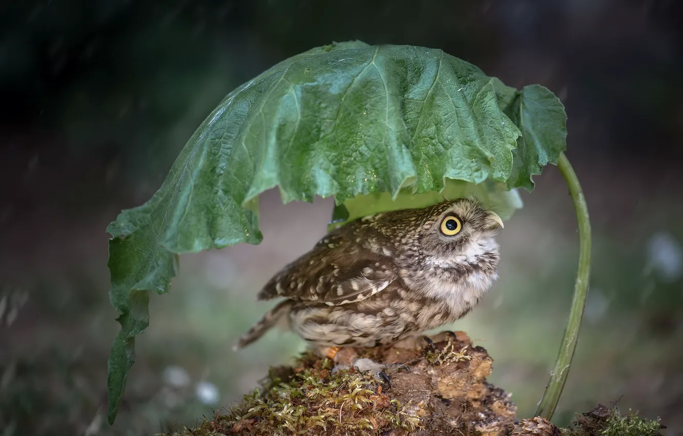 Фото обои природа, лист, дождь, птица, Little Owl