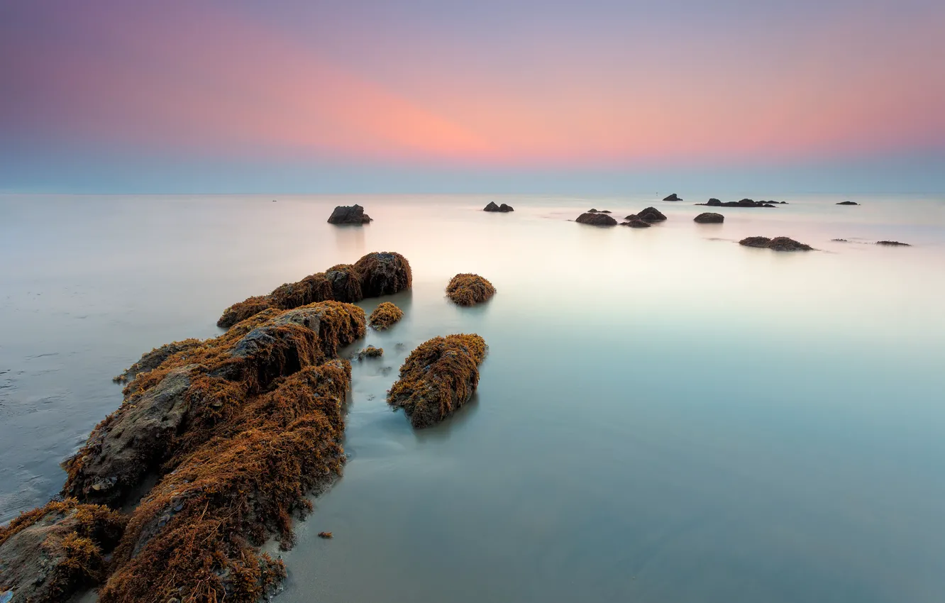 Фото обои море, водоросли, камни, рассвет, утро