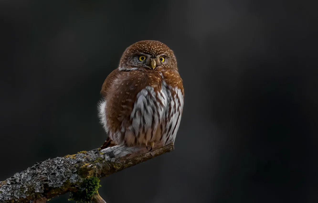 Фото обои природа, птица, Northern Pygmy-Owl