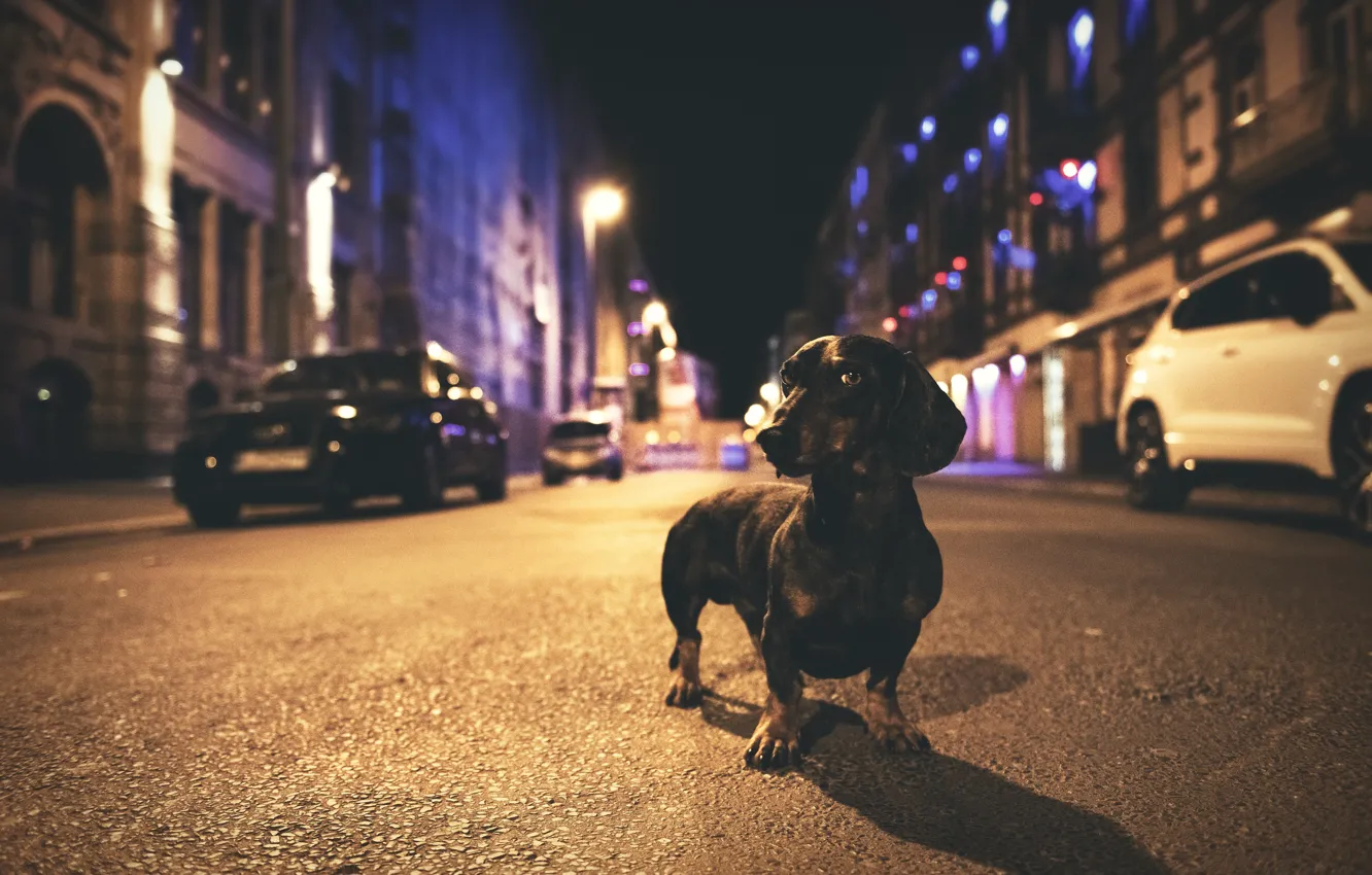 Фото обои улица, такса, street, dachshund, Heike Willers