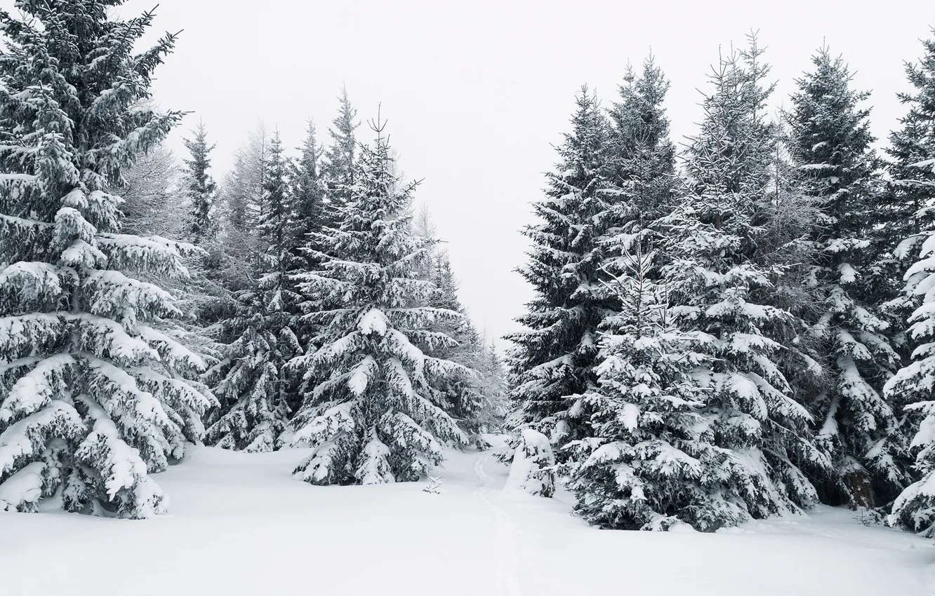 Фото обои зима, лес, снег, ёлки