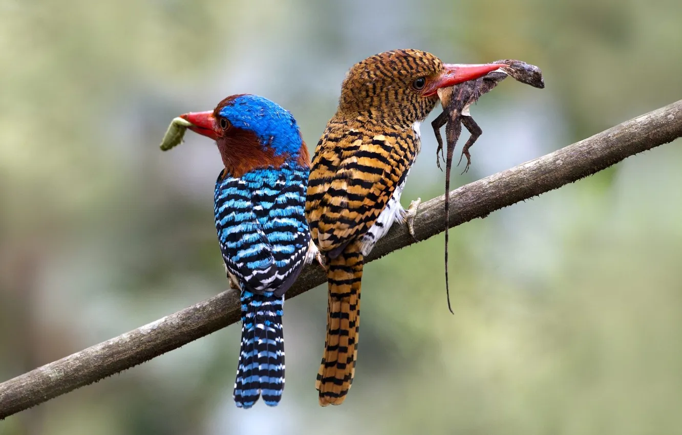 Фото обои птица, цвет, ветка, клюв, пара, зимородок, kingfisher