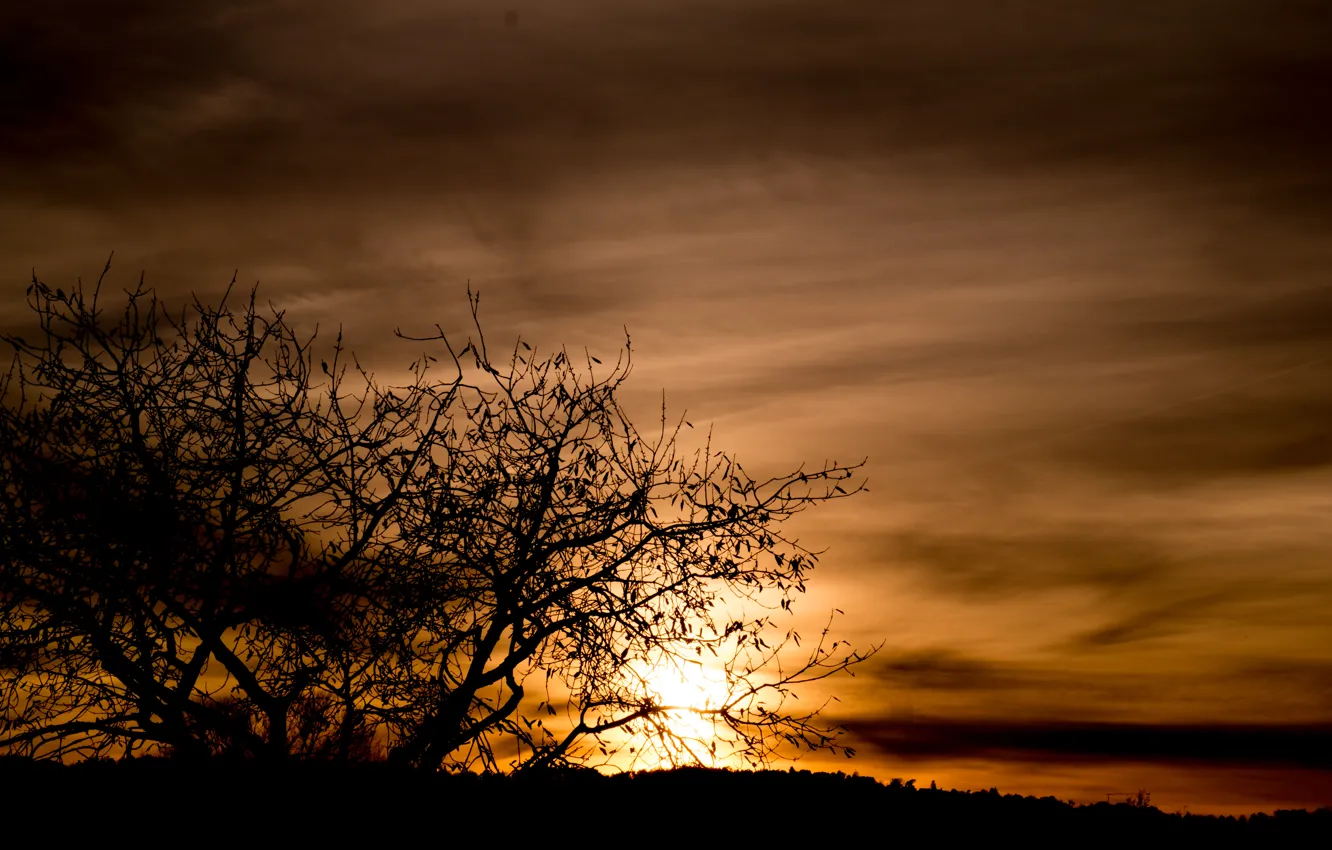 Фото обои Light, Tree, Sun, Autumn, Shadow, Gloomy, Foggy, SUnset