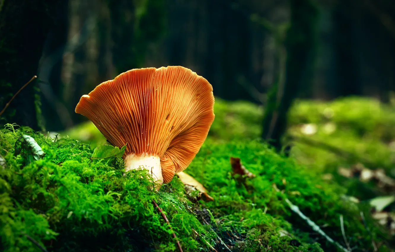 Фото обои осень, лес, природа, гриб, мох, лисичка, боке