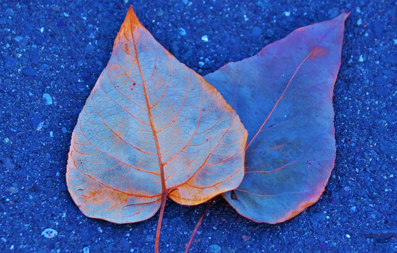 Фото обои осень, асфальт, листья, краски