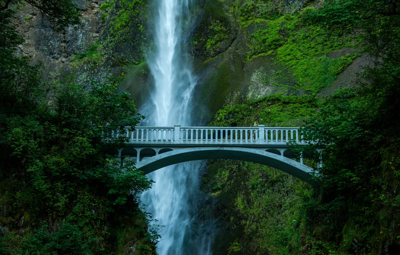 Фото обои деревья, мост, скала, водопад