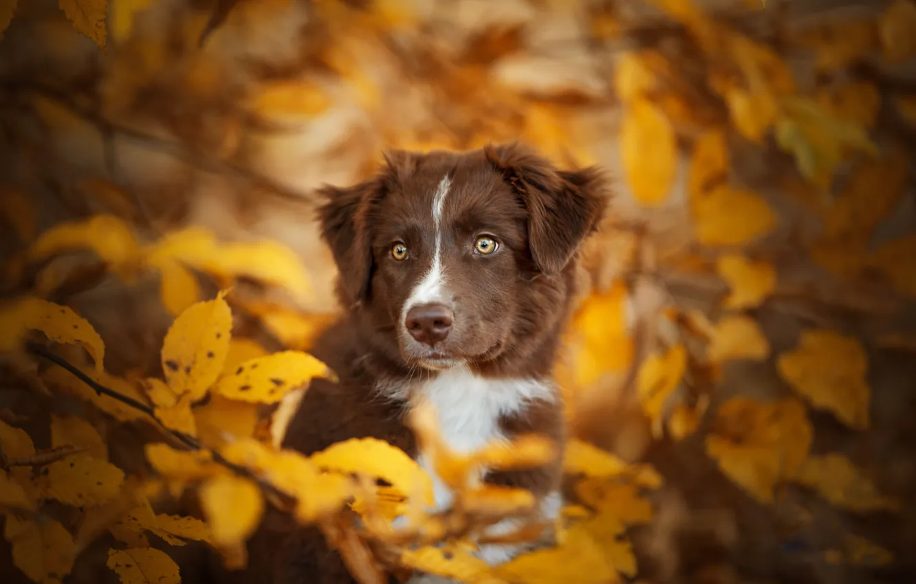 Фото обои осень, взгляд, листья, ветки, собака, мордашка, боке