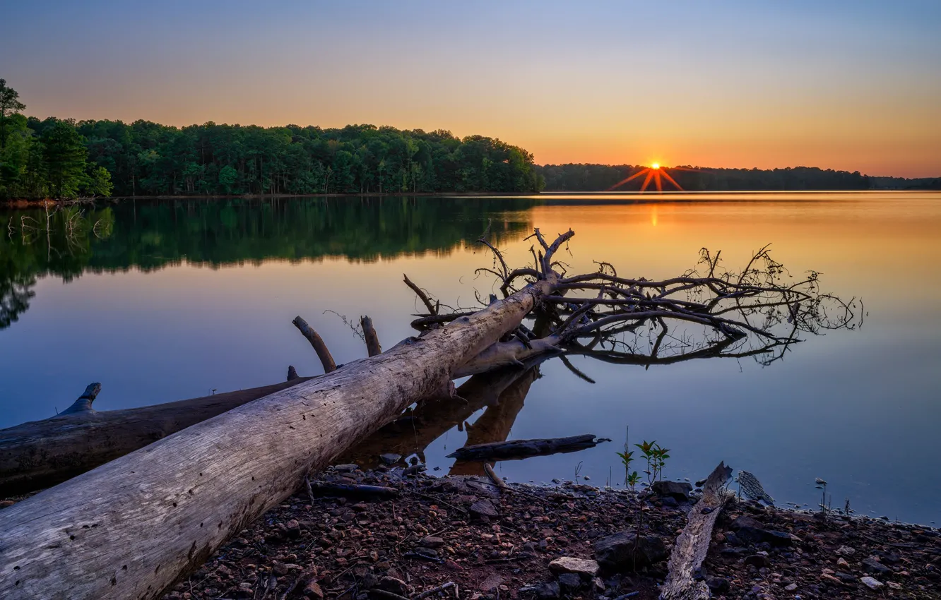 Фото обои лес, закат, берег, коряга, бревно, водоем