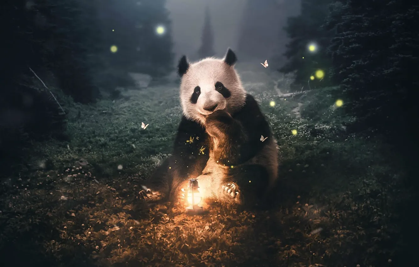 Фото обои ночь, насекомые, панда, фонарь, медвежонок, Zenja Gammer