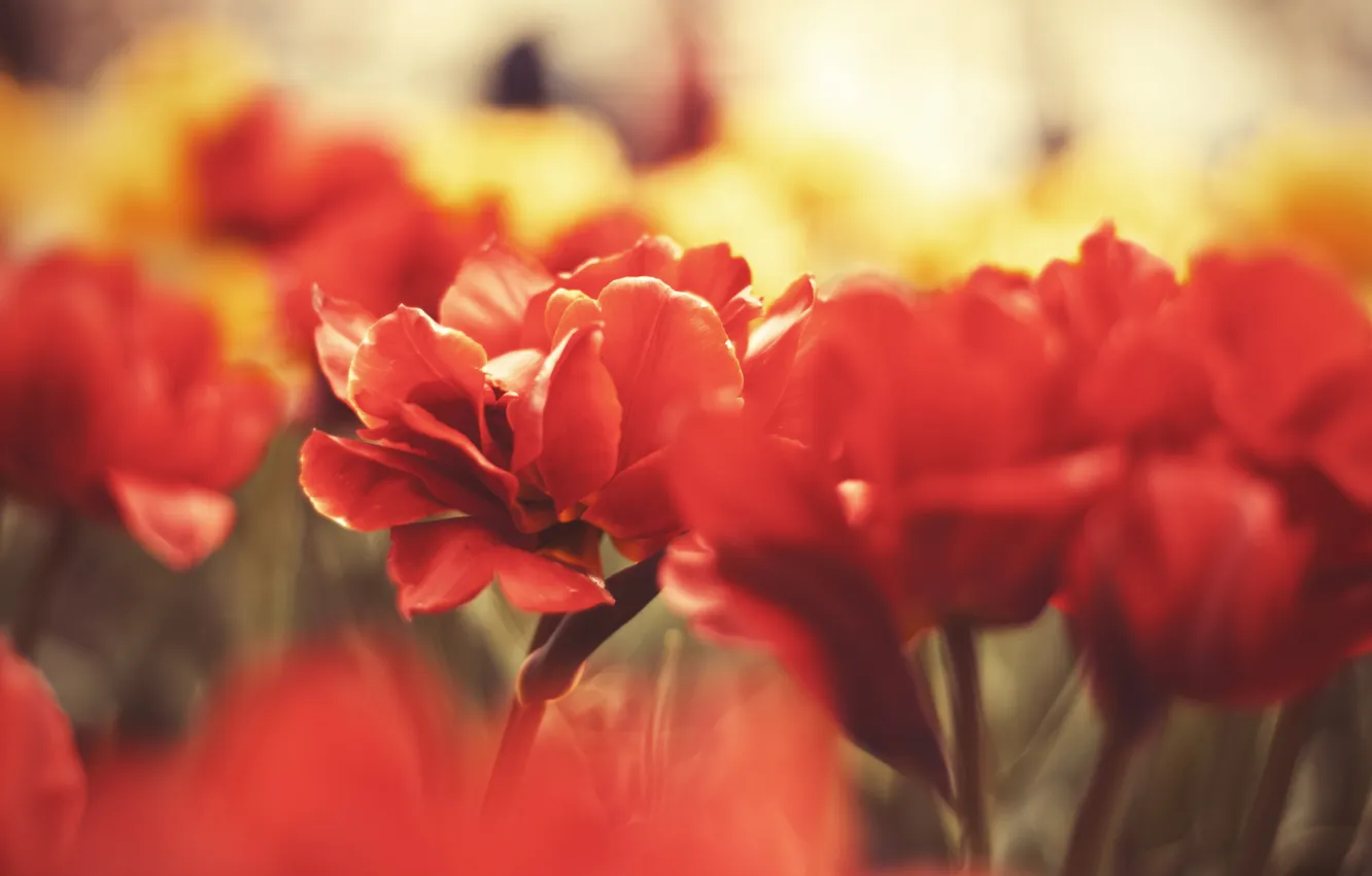 Фото обои макро, цветы, стебли, лепестки, бутоны, flowers, in memory of the victims
