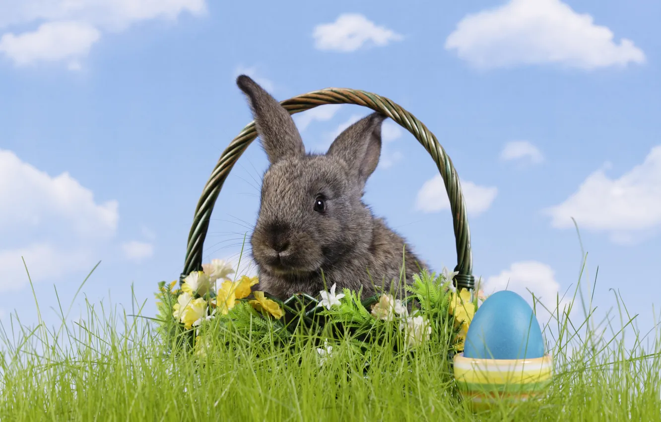 Фото обои трава, цветы, корзина, яйцо, кролик, пасха, easter