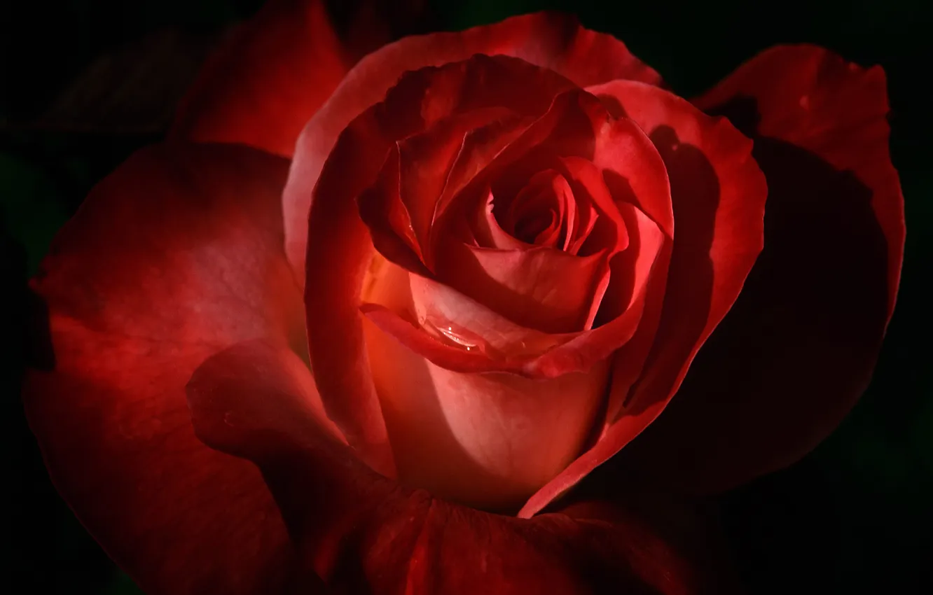 Фото обои макро, роза, капля, красная