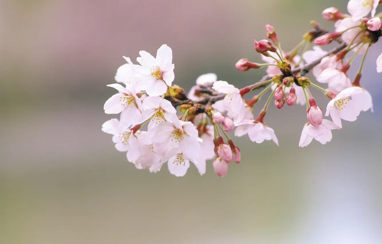 Фото обои цветы, ветка, весна, сакура