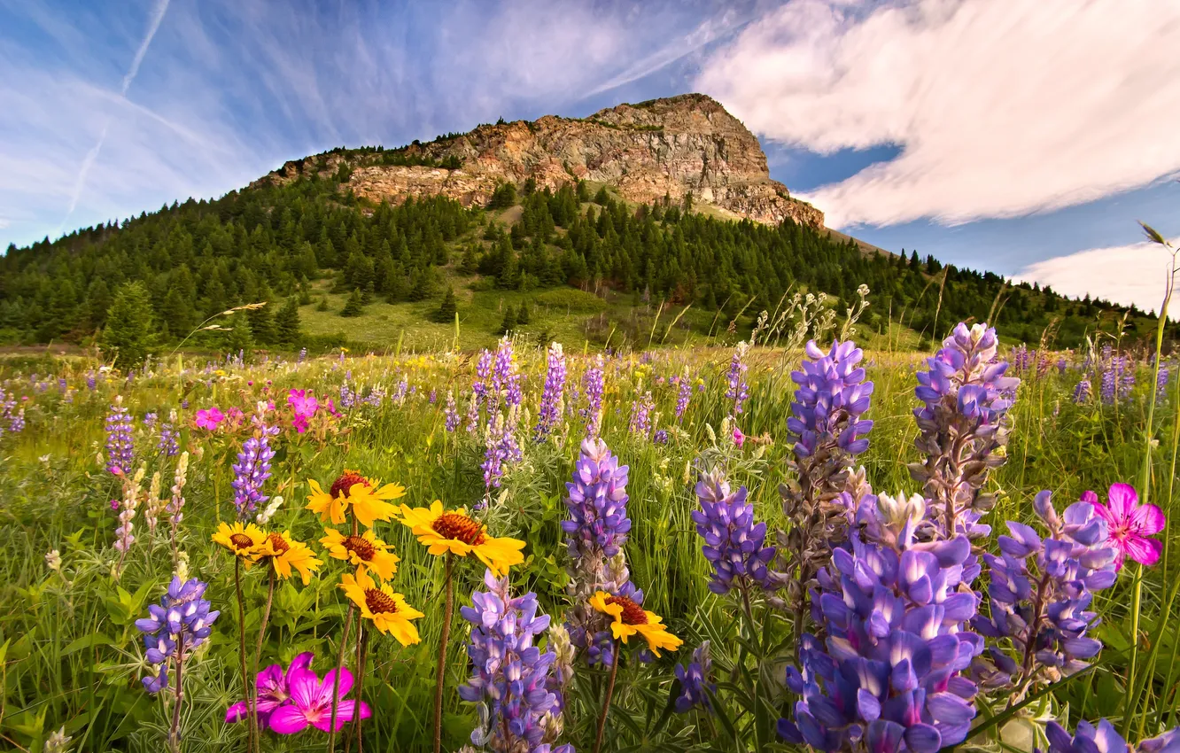 Фото обои цветы, гора, луг, Канада, Альберта, Alberta, Canada, Скалистые горы